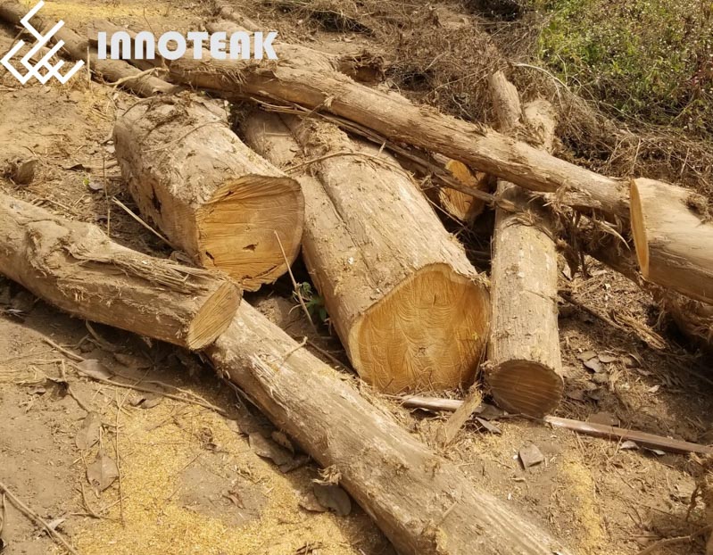 Cách phân biệt gỗ teak tốt